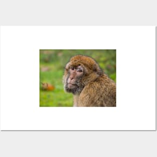 Close-up of a Barbary macaque Posters and Art